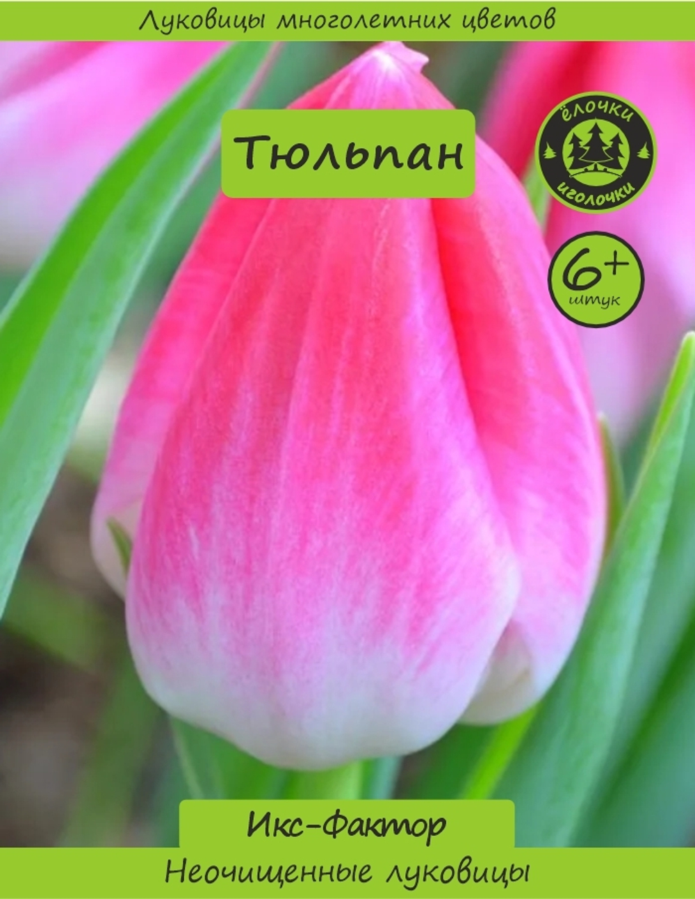 Тюльпан Луковица, Икс-Фактор, 6+ шт