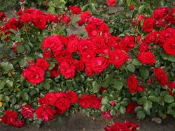 Ротер Драхе (Roter Drache)