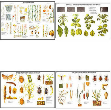 Плакаты ПРОФТЕХ "Вредители и болезни сельскохозяйственных культур" (15 пл, винил, 70х100)