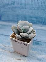 Pachyveria sp. (Пахиверия)