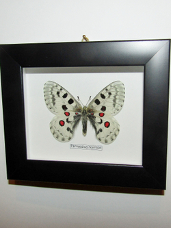 Бабочка Parnassius nomion самец в рамке 14х12 см