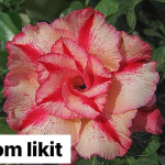 Адениум обесум PROM LIKIT