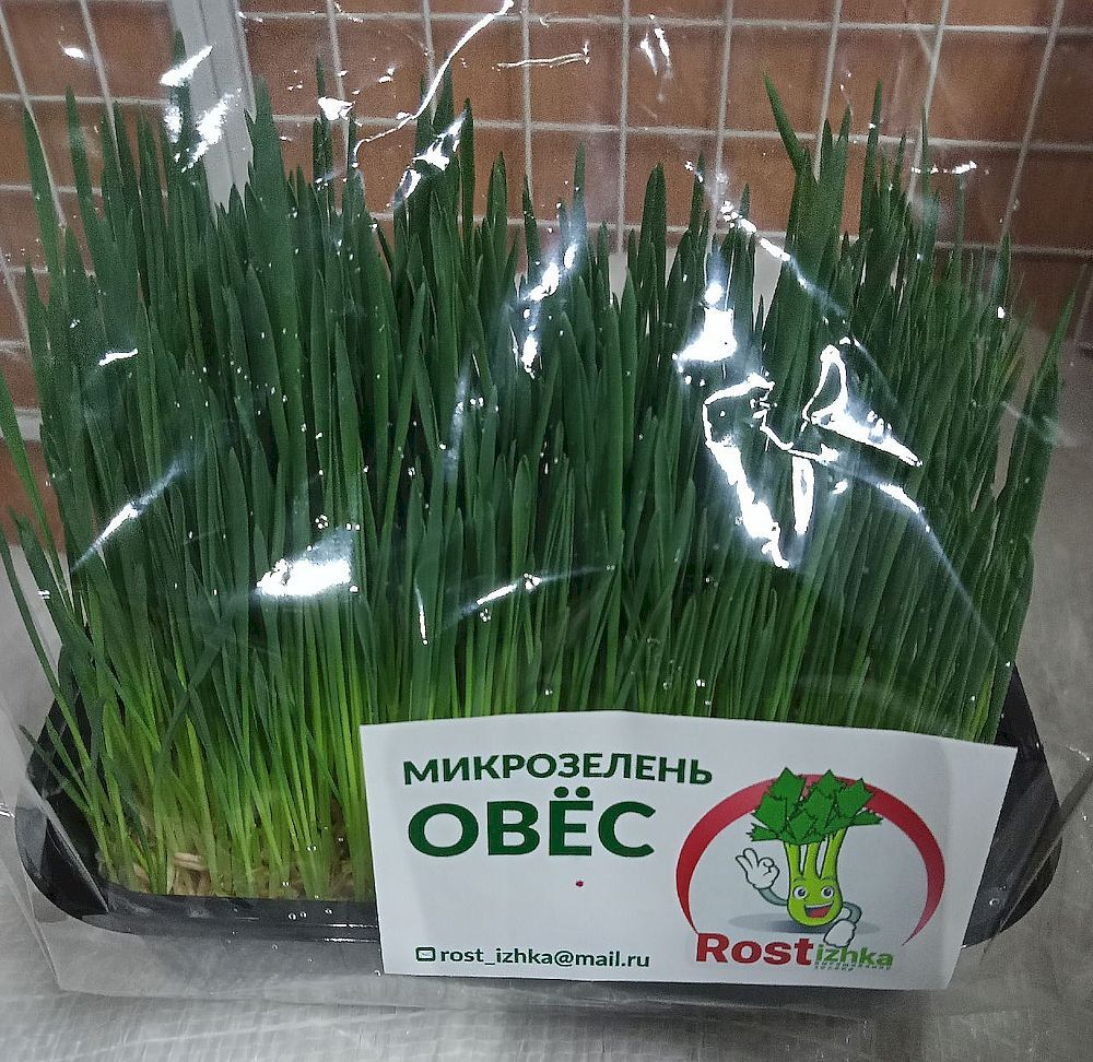 Трава пророщенная гидропоника
