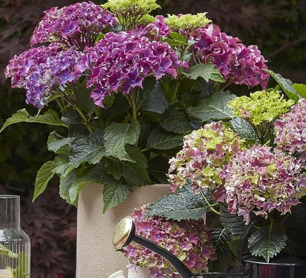 Surfing Safari mix (Сёрфинг Сафари mix) НОВИНКА!