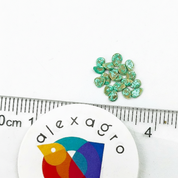 РУГАНТИНО F1 семена томата (Rijk Zwaan | Alexagro)