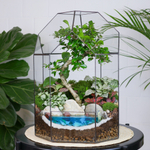 Готовый флорариум бонсай Кармона Бонсариум XL с озером