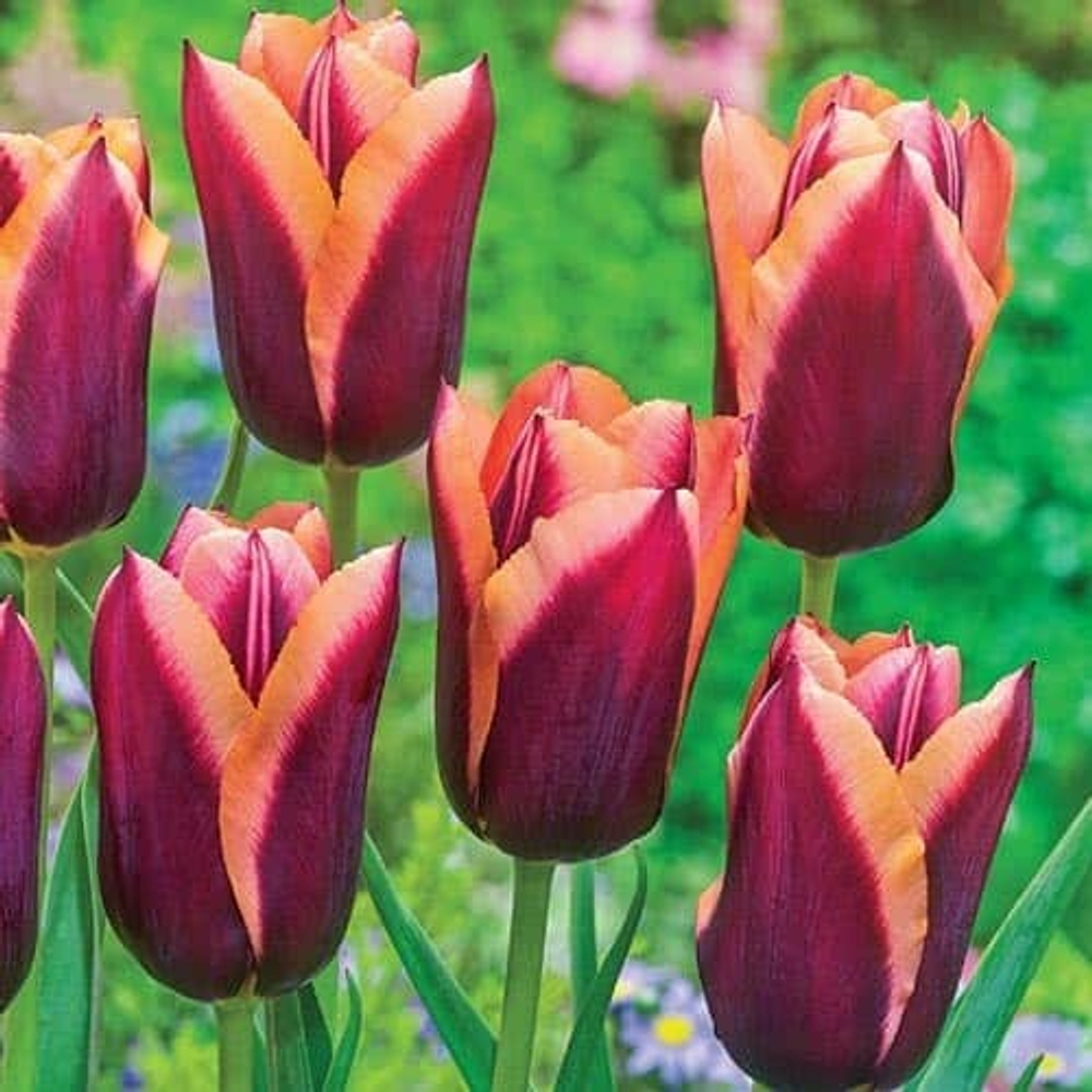 ТЮЛЬПАН ТРИУМФ  SLAVA 12/14, DARIT 5 ШТ/УП