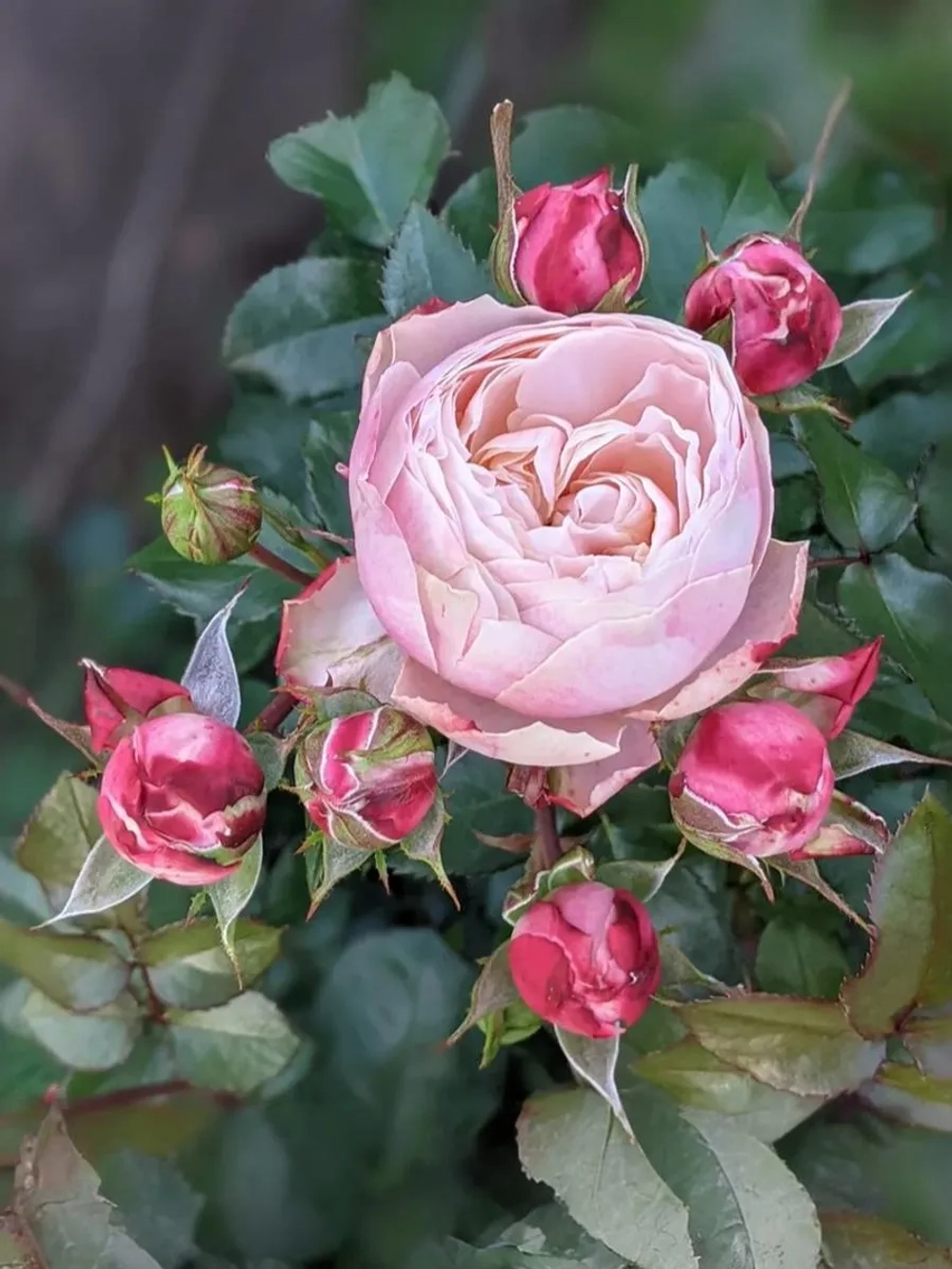 Роза спрей Викториан Классик