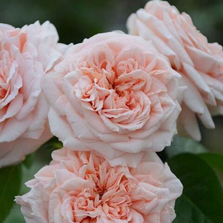 Стиль 800 (Stile 800)