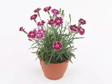 1610 Гвоздика TINY PLEASURE PINK (ВЕСНА 2025)