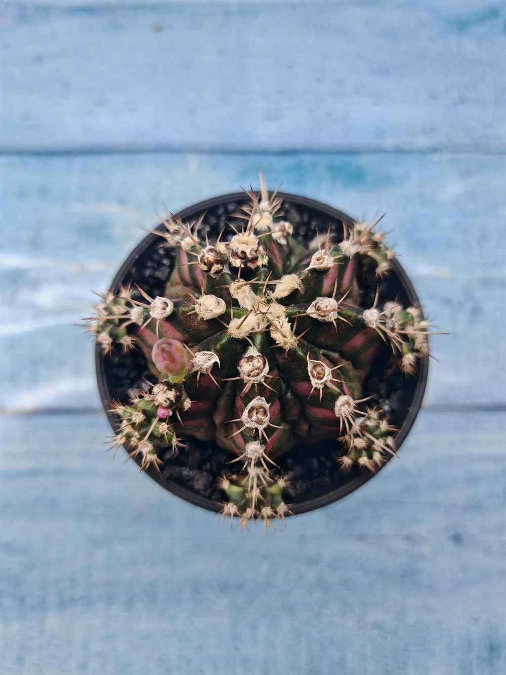 Gymnocalycium T-Rex Pink hybride (Гимнокалициум)
