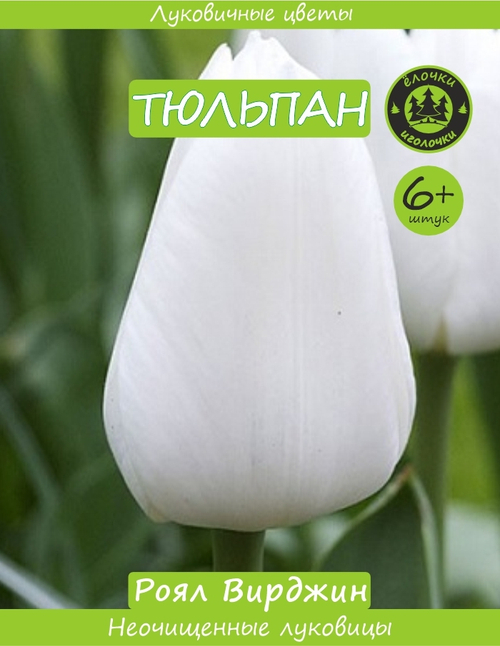 Тюльпан Луковица, Роял Вирджин, 6+ шт