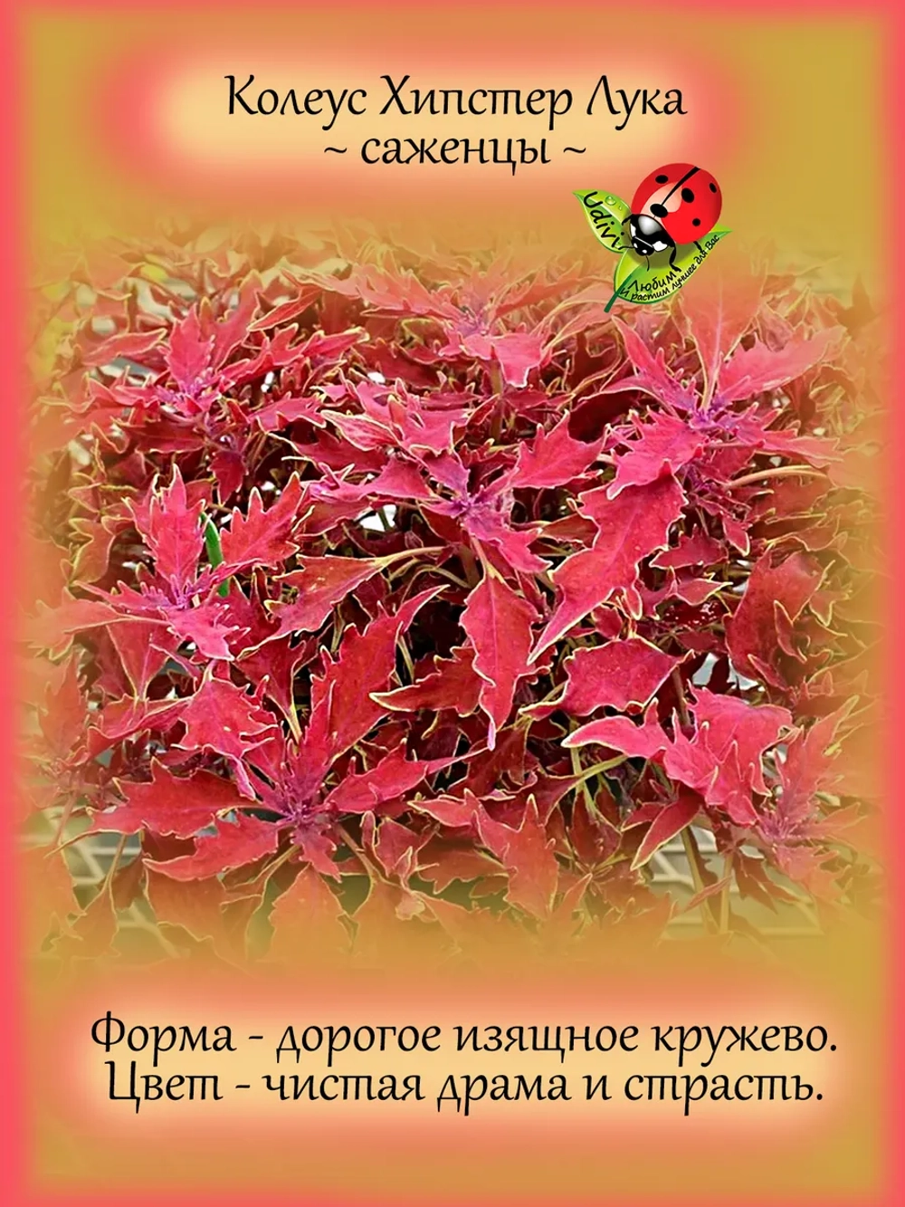 Колеус Хипстер Лука