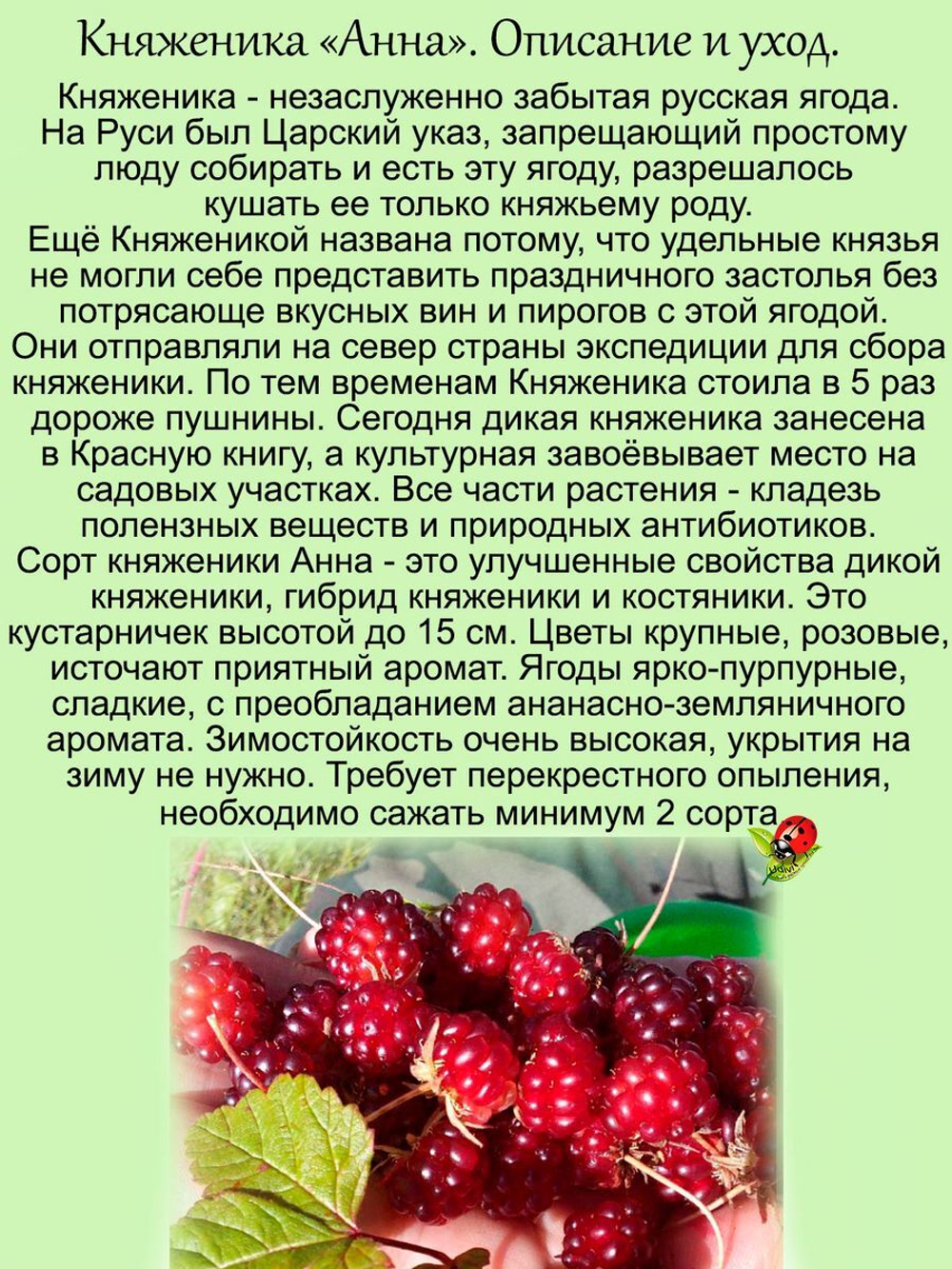 Княженика Анна арктическая малина княжья ягода