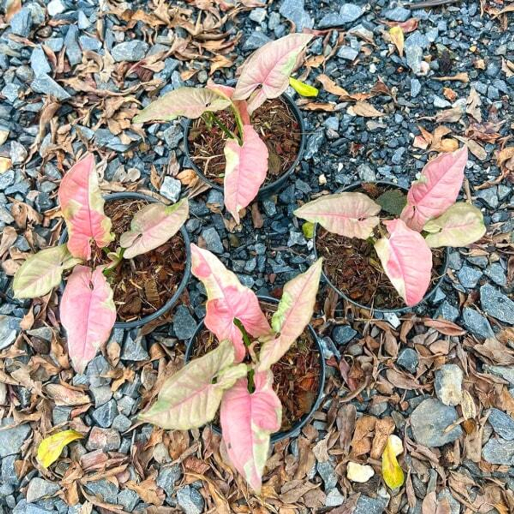 Сингониум PINK JADE UNICORN