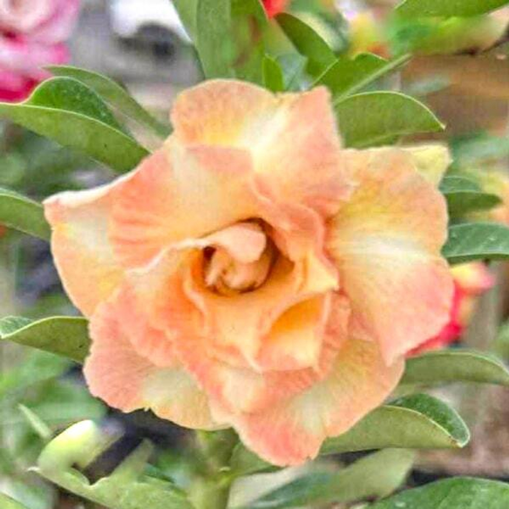 Адениум GOOD SUSI