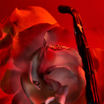 Bvlgari Allegra Baciami EDP