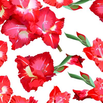 Красные гладиолусы на белом фоне.