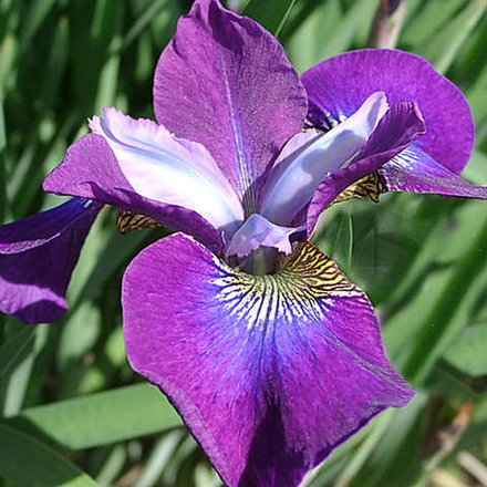 Ирис сибирский  Контраст ин Стайлз