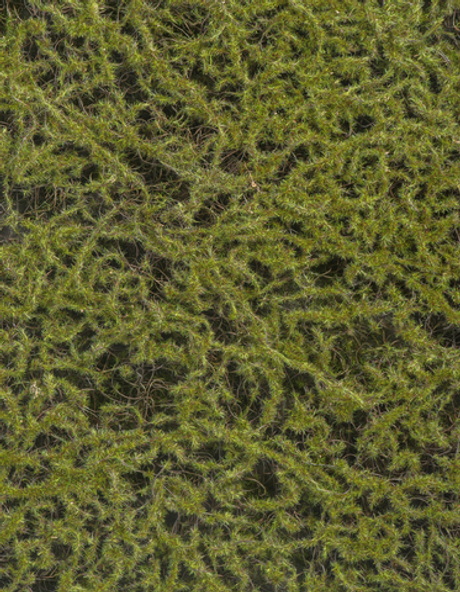 Мох Сфагнум Fuscum оливково-зелёный (полотно)