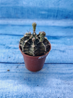 Gymnocalycium Friedrichii (Гимнокалициум)