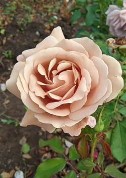 Роза Коко Локо (Koko Loko)