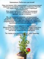 Исоп Альба лекарственный