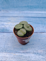 Lithops sp. (Литопсы)