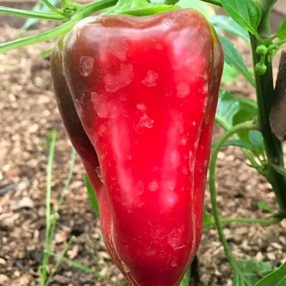 КЛАУДИО F1 семена перца сладкого Nunhems купить