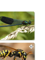 Мемо: Мир насекомых и не только