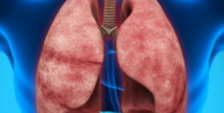 Дыхательная система