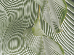 Коллекция GREENDAY 21