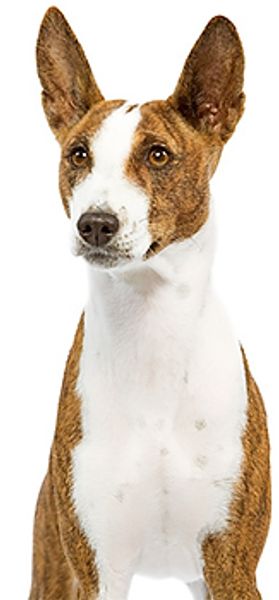 Басенджи – собака, которая не умеет лаять Басенджи – собака, которая не умеет лаять