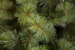 Ель Лесная красавица  185см голубая Triumph Tree