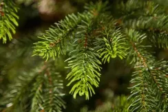 Ель Раскидистая 305 см., литая хвоя+пвх, Black Box (74336)