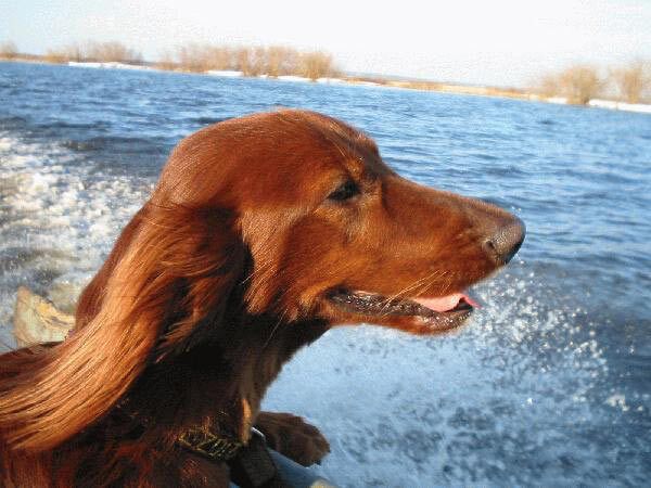 Ирландский красный сеттер Ирландский красный сеттер