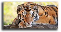 Постер "Тигр"