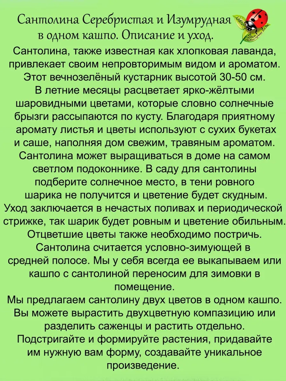 Сантолина Изумрудная и Серебристая в одном кашпо