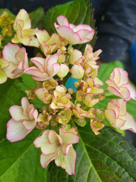 HOVARIA MIRAI/ХОВАРИЯ МИРАЙ