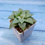 Haworthia Comptoniana Hybride hybrid (Хавортия)
