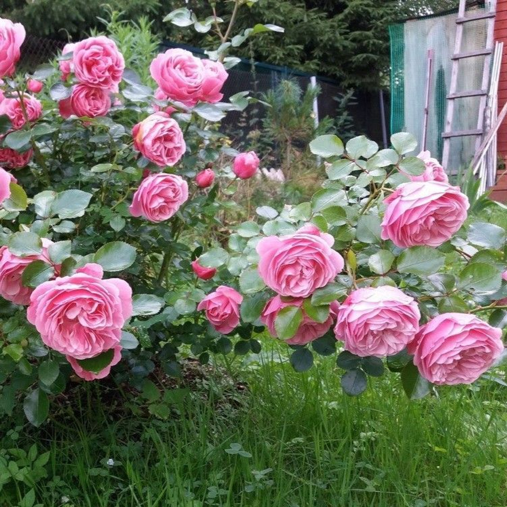 Роза Делия шраб саженец с ЗКС.