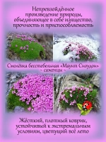 Смолёвка бесстебельная Маунд Сноуден многолетняя