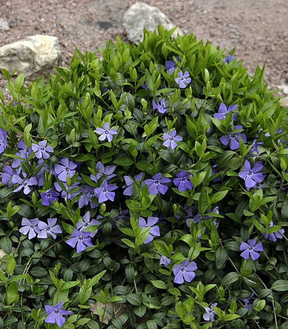 Барвинок малый. Vinca minor.