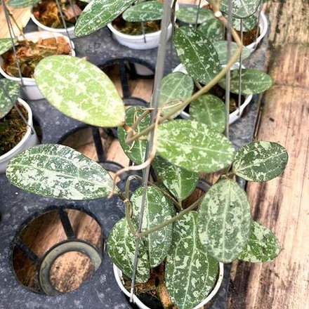 Хойя ELLIPTICA HIGH SPLASH