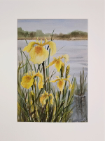 Картина авторская акварельная в паспарту 30х40 см на стену для интерьера "Прибрежные ирисы"