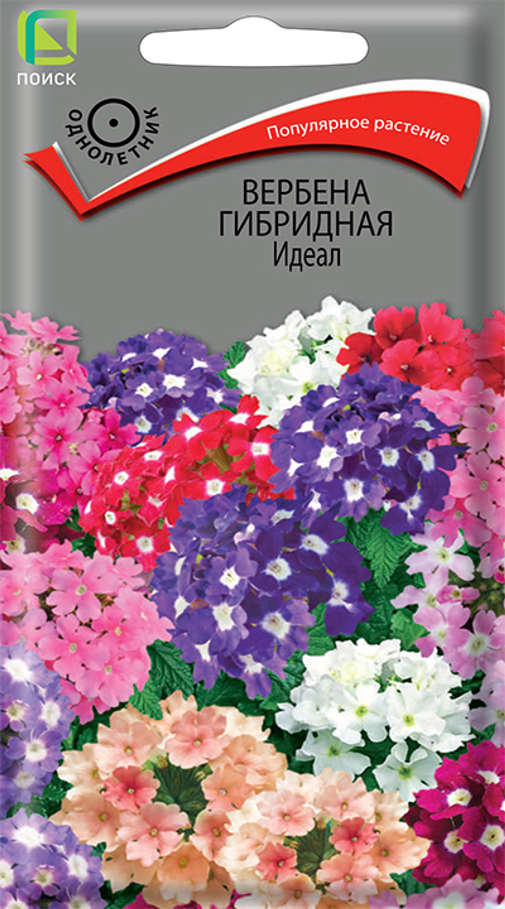 Вербена гибридная Идеал