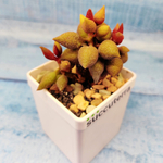Adromischus marianiae aubergine (Адромискус)
