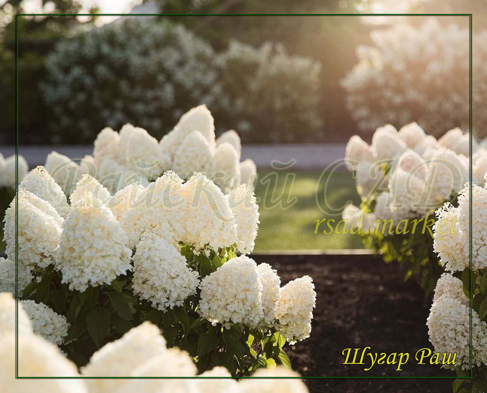 Гортензия метельчатая Шугар Раш- Сладкое стремление (Hydrangea paniculata `Sugar Rush`)