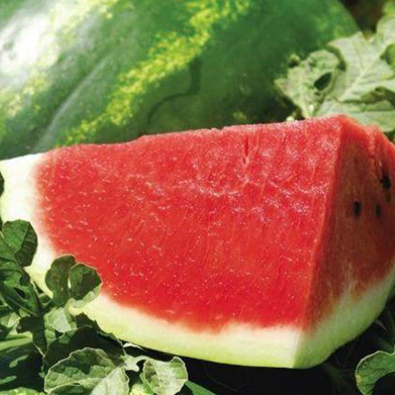 КАРИСТАН F1 семена арбуза (Syngenta | Alexagro) – фото 5