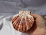 Раковина Пектен Албикан (Pecten albicans) двустворчатая (склеена), 9-12см, 1шт